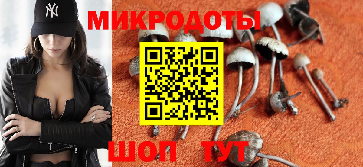 Галлюциногенные грибы Psilocybe Новоалександровск